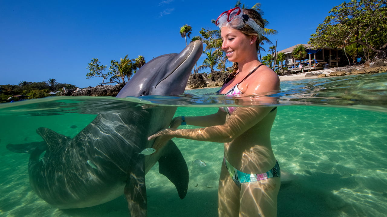 Encuentro con delfines en el agua cristalina de Roatán