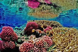 Coral cuerno de alce Acropora palmata en el arrecife de Roatán