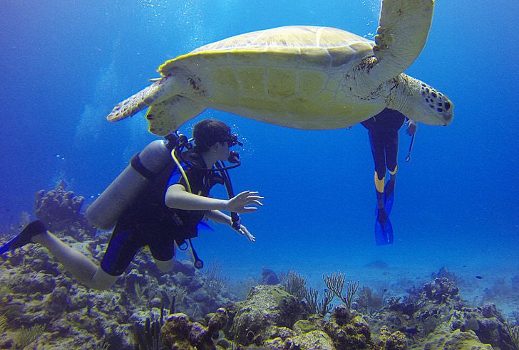 Tortuga marina en el arrecife Mesoamericano de Roatán