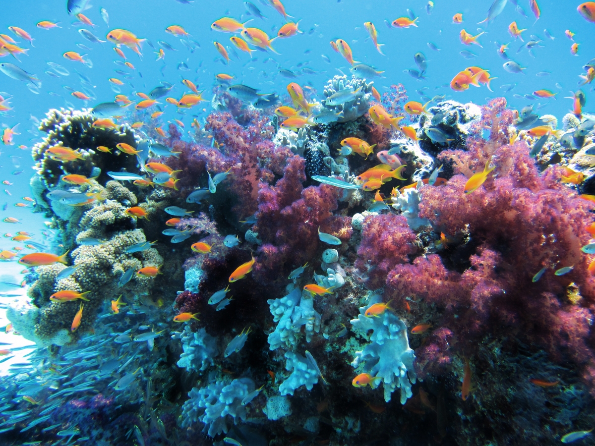 Arrecife de coral vivo con peces tropicales en Roatán